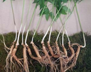 [선향농원] 산양산삼(산양삼) 10년 11뿌리