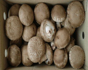 [3만원이상무배] 국내산/생표고버섯/생표고/표고버섯/표고/버섯/가정용/실속형/2kg
